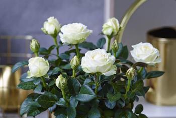 Комнатная роза: уход в домашних условиях и способы размножения Цветы роза домашняя как ухаживать
